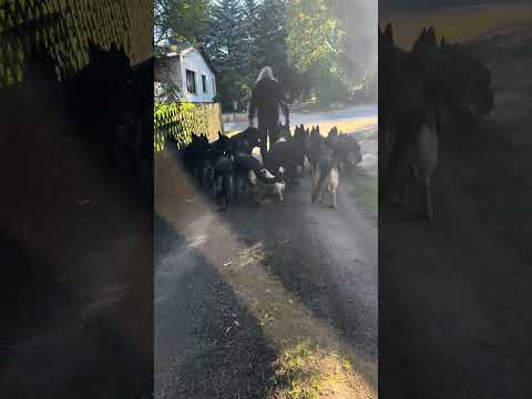 Auf dem Weg #germanshepherd #hund