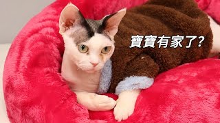 撿來的德文貓終於有人問了，這次能領養出去嗎？｜李喜猫