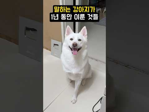 말하는 강아지가 1년 동안 이룬 것들 #shorts