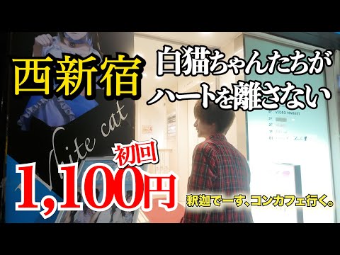 【初回1100円】西新宿激安白猫コンカフェに潜入してみた【WhiteCat】