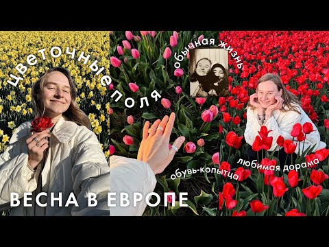 86. Тюльпаны, Таби, Дорама на 10/10 и Неделя без сладкого | ВЛОГ | Karolina K