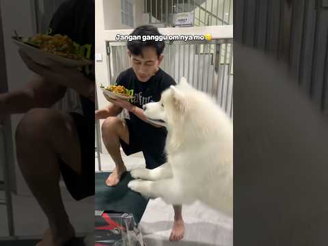 BERUANG KUTUB MINTA NASI GORENG #kaiandkimo #anjinglucu #dogvideo