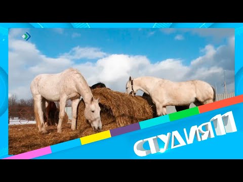 Студия 11. 27.03.23