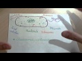Prokaryotic Cell Structures and Functions