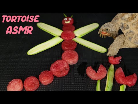 🐢 ASMR: Turtle Eats Watermelon Dragonfly! [tortoise]