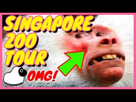 SINGAPORE ZOO 2018 TOUR!!!! (I'm back, you know?!)