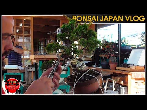 Maestros por alambrar dos ramas | Bonsai Japón Vlog #109