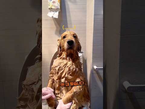 목욕이 하기싫은 골댕이