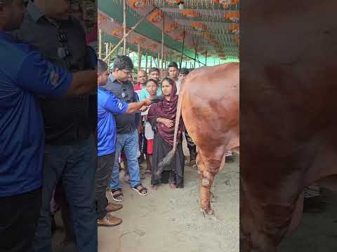 গাবতলী হাট কাঁপাচ্ছে শেফালী আপার বড় গরু লাল মা*স্তান।