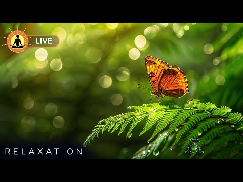 &#128308; Relaxing Rainforest Music 24/7, Stress Relief Meditation, Healing Zen Music | Forest Nature Sounds