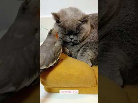 Cat And Parrot Funny Moment 🤣 #cats #cat #parrot
