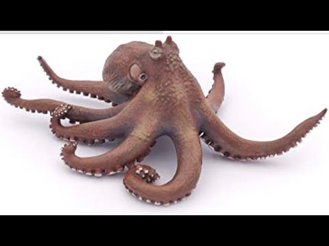 Wild -OCTOPUS- CATCH, CLEAN & COOK BLUEGABE STYLE - - Bluegabe