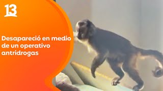 Mono encontrado en allanamiento a casa en Melipilla desapareció: ¿Quién es el responsable? | Tu Día