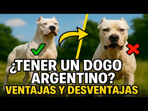 💥Cómo es tener un Dogo Argentino - 10 ventajas y desventajas
