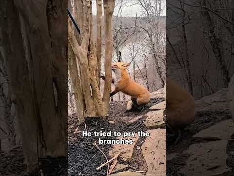 DOG RESCUES A FOX !!!