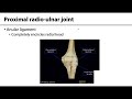 Joint Types and Movements in Anatomy
