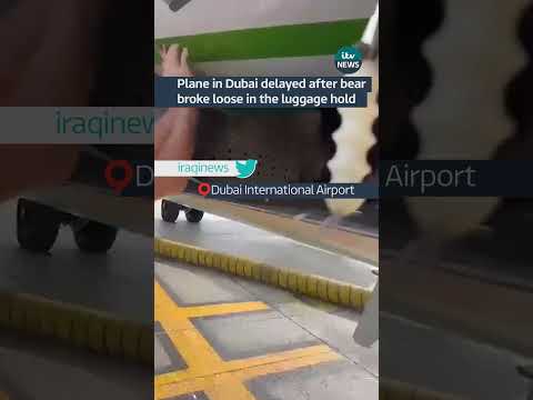 Plane in Dubai delayed after bear broke loose in the luggage hold #itvnews