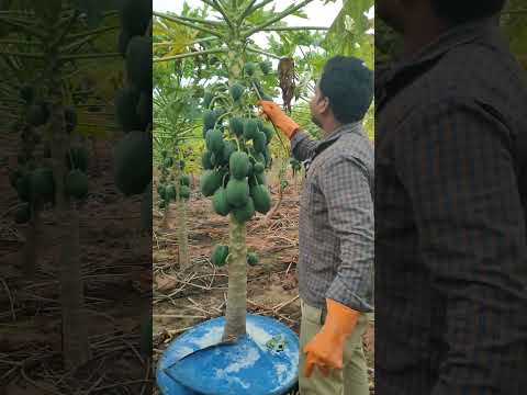 బొప్పాయి కాయకు పాలు తీస్తున్న డ్రైవర్ బాబు