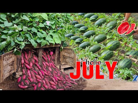 🌾 Plant These 10 Crops in July – So Much Fruit You Won’t Know What to Do With It!