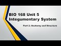 Integumentary System Anatomy and Structure Insights