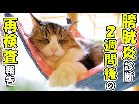 膀胱炎の投薬療法から2週間が経過したので、ボス吉の尿を再検査に出しました