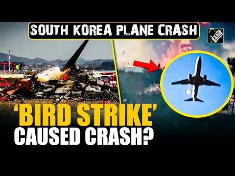 South Korea plane crash: Probe launched, possibility of ‘bird strike’ to be investigated