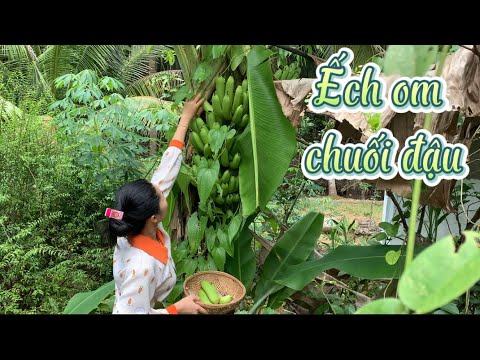 Bẻ Buồng Chuối Già Rọi Vô Làm Ếch Om Chuối Đậu Món Ngon Ai Cũng Thích - Em Gái Quê