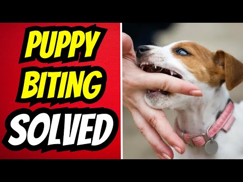 No More Painful Puppy Bites! Train Your Puppy To Stop Biting Today.
