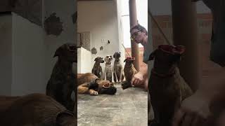 Rap dos vira lata