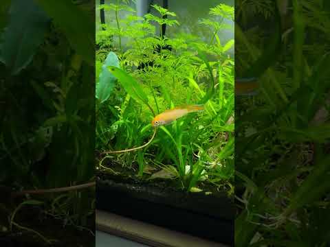 this apistogramma agassizii fire gold's fins are s 