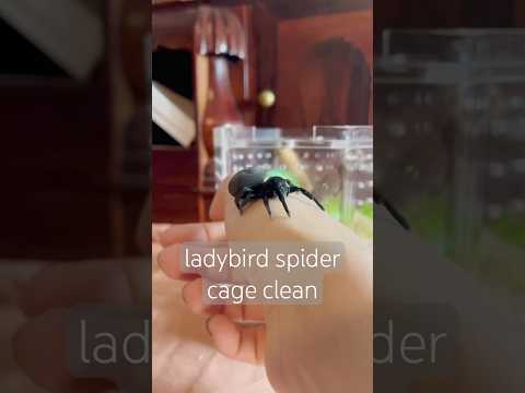 ladybird spider cage cleaning 🕷️🕸️ #petspider #ladybirdspider