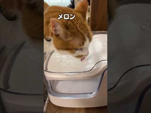 猫の動画サムネイル - 「猫の癒されるサウンド３選」猫あるあるソング