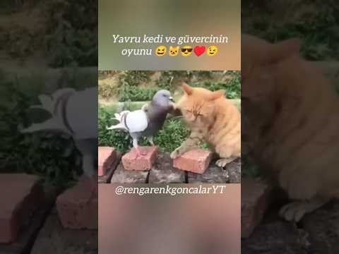 Yavru kedi ve güvercinin oyunu ?♥️???? Funny Animals #motivation #animals #love
