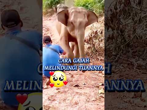 CARA GAJAH MELINDUNGI TUANNYA #hiburan #shorts #animals