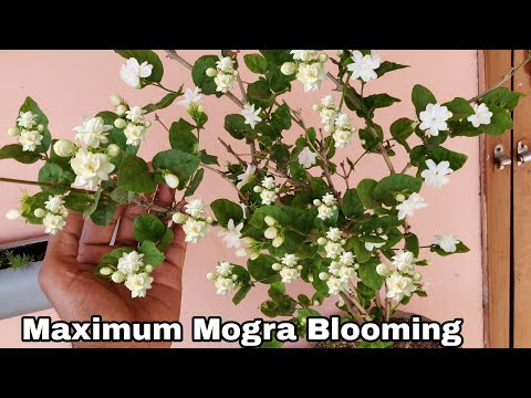 How to grow Mogra plant in pot and get flower, Get maximum mogra plant flowers, jasmine plant