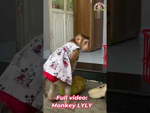 Monkey Lyly brings jackfruit to her neighbor #shorts #youtubeshorts