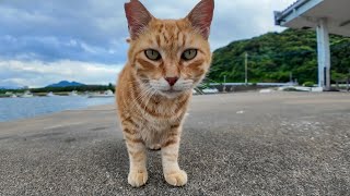 【尊すぎ注意】漁港の猫ちゃん、ナデナデで幸せゴロンゴロン発動！