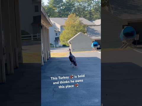 Do you have #turkey in your area too? We have this wild 🦃  around us and it's very bold.