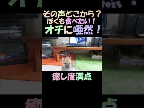 ビデオのご飯タイムの自分の声を探し回る柴犬まめ  Adorably cute Shiba Inu video