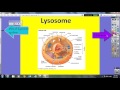 Cell Structure and Function Concepts
