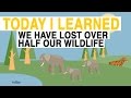 Wildlife Conservation and Ecosystem Recovery