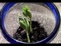 Plant Growth and Photosynthesis Concepts