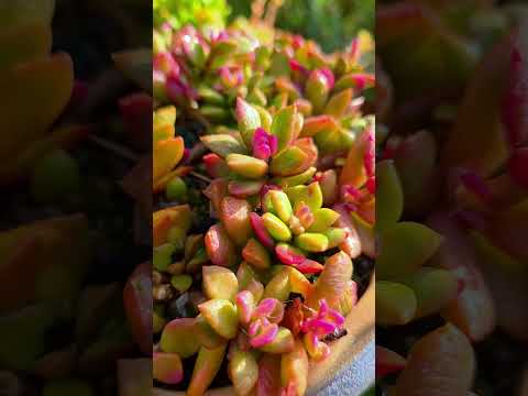 #succulentslover  #garden