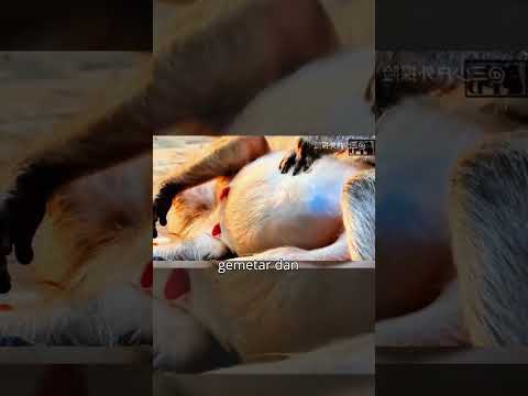 perjuangan menyakitkan monyet saat melahirkan #factanimals #faktaunik #monyet