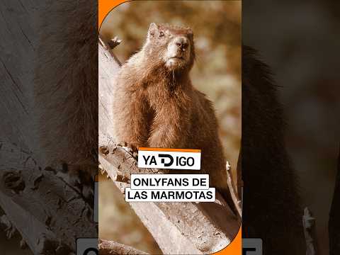 #YaTDigo: OnlyFans de las marmotas