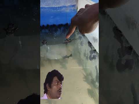 திறமையான வளர்ப்பு மின் | acting skills of aquarium fish