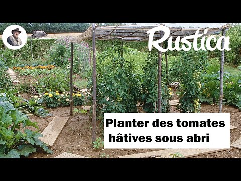 Planter les tomates hâtives sous abri