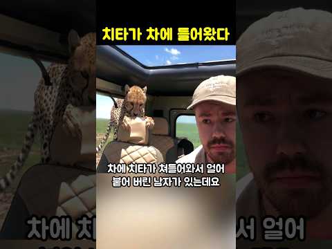 차에 치타가 들어와서 그대로 얼어붙은 남자
