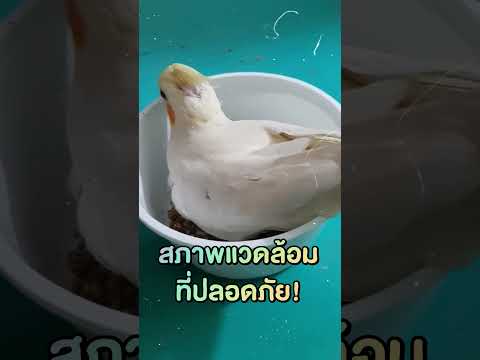 นกแก้วชอบนอนบนถ้วนอาหาร #ทาสนก #นกแก้ว #สัตว์เลี้ยง