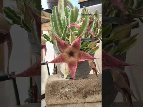 how to agriculture #plants #nature #garden #gardening #fruit #farming #pepperspray